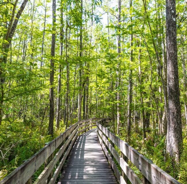 6 Mile Cypress Slough