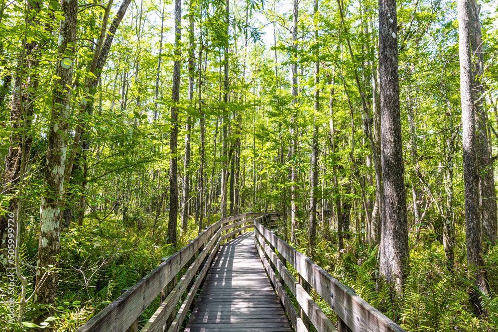 6 Mile Cypress Slough