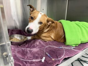 Bimpie, a tan and white dog, recovering at Gulf Coast Humane Society