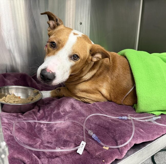 Bimpie, a tan and white dog, recovering at Gulf Coast Humane Society