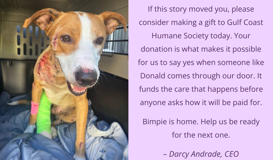 Donation appeal from Gulf Coast Humane Society CEO Darcy Andrade