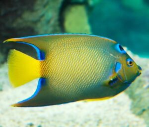 QUEEN ANGELFISH