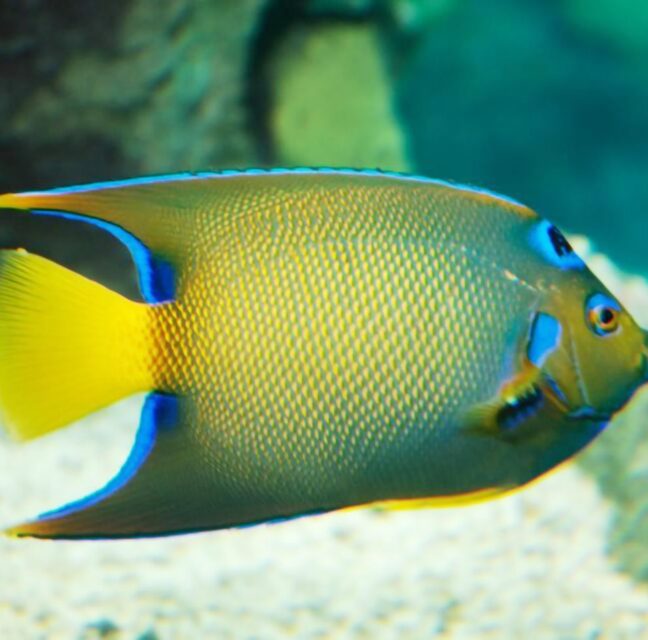 QUEEN ANGELFISH