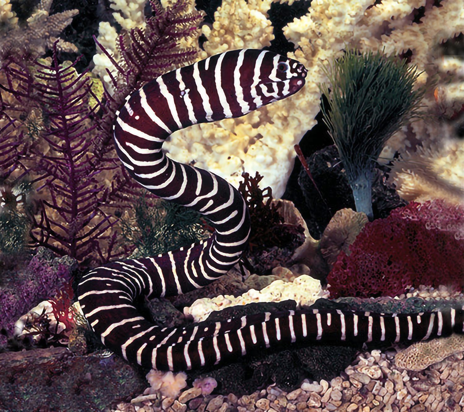ZEBRA MORAY EEL