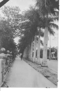 Royal palms lining McGregor Boulevard