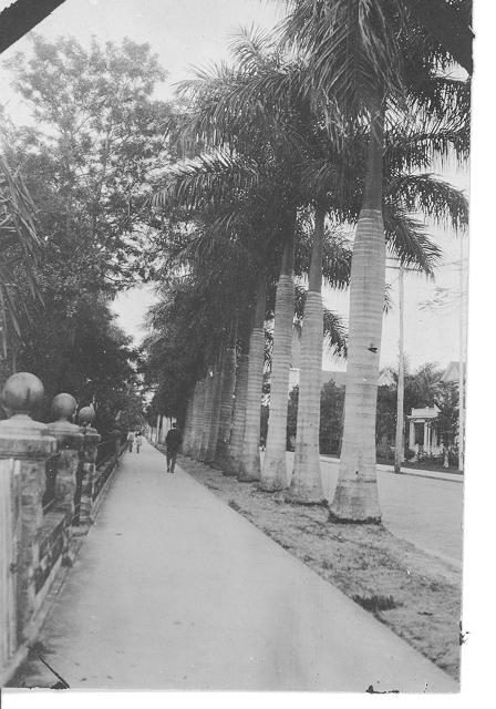 Royal palms lining McGregor Boulevard