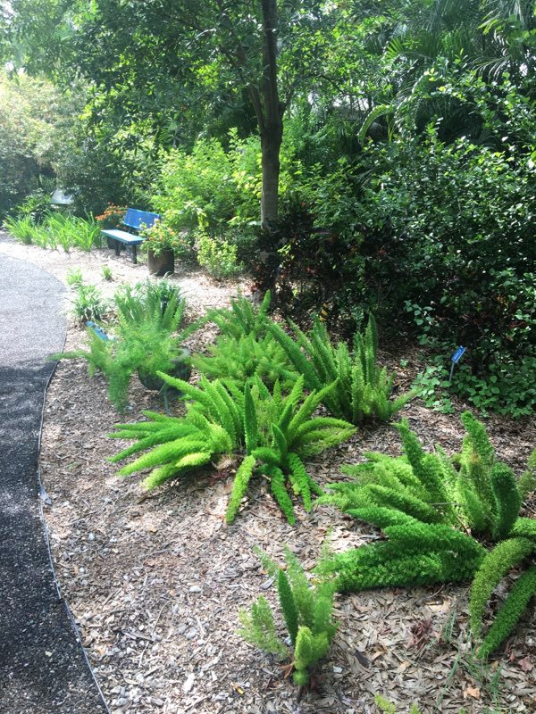 Bed of foxtail ferns in mulch along the IMAG Backyard Nature path
