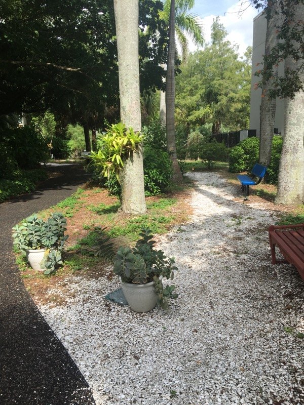 Shell path with potted succulents beside a palm at IMAG Backyard Nature