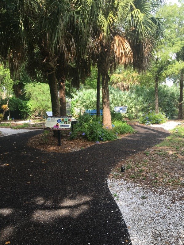 Tall palms and a low interpretive display along the garden path