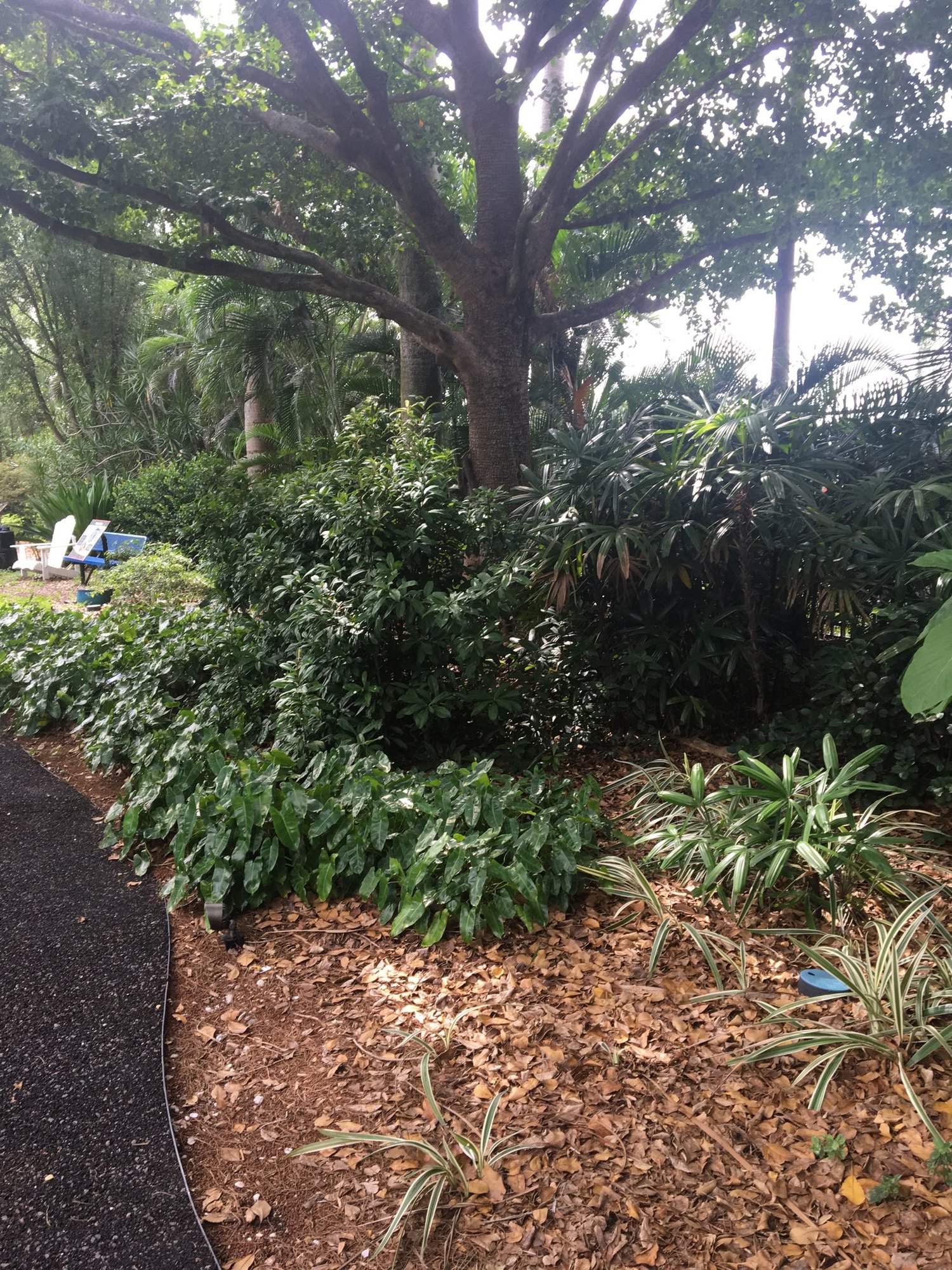 Large spreading shade tree above a bed of shrubs and bromeliads
