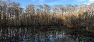 Otter Pond at Six Mile Cypress Slough Preserve in Fort Myers