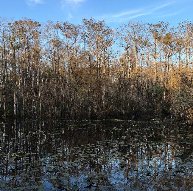 Otter Pond at Six Mile Cypress Slough Preserve in Fort Myers