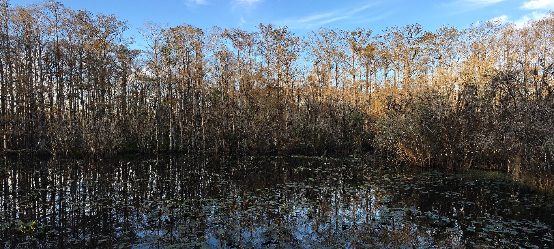 Otter Pond at Six Mile Cypress Slough Preserve in Fort Myers
