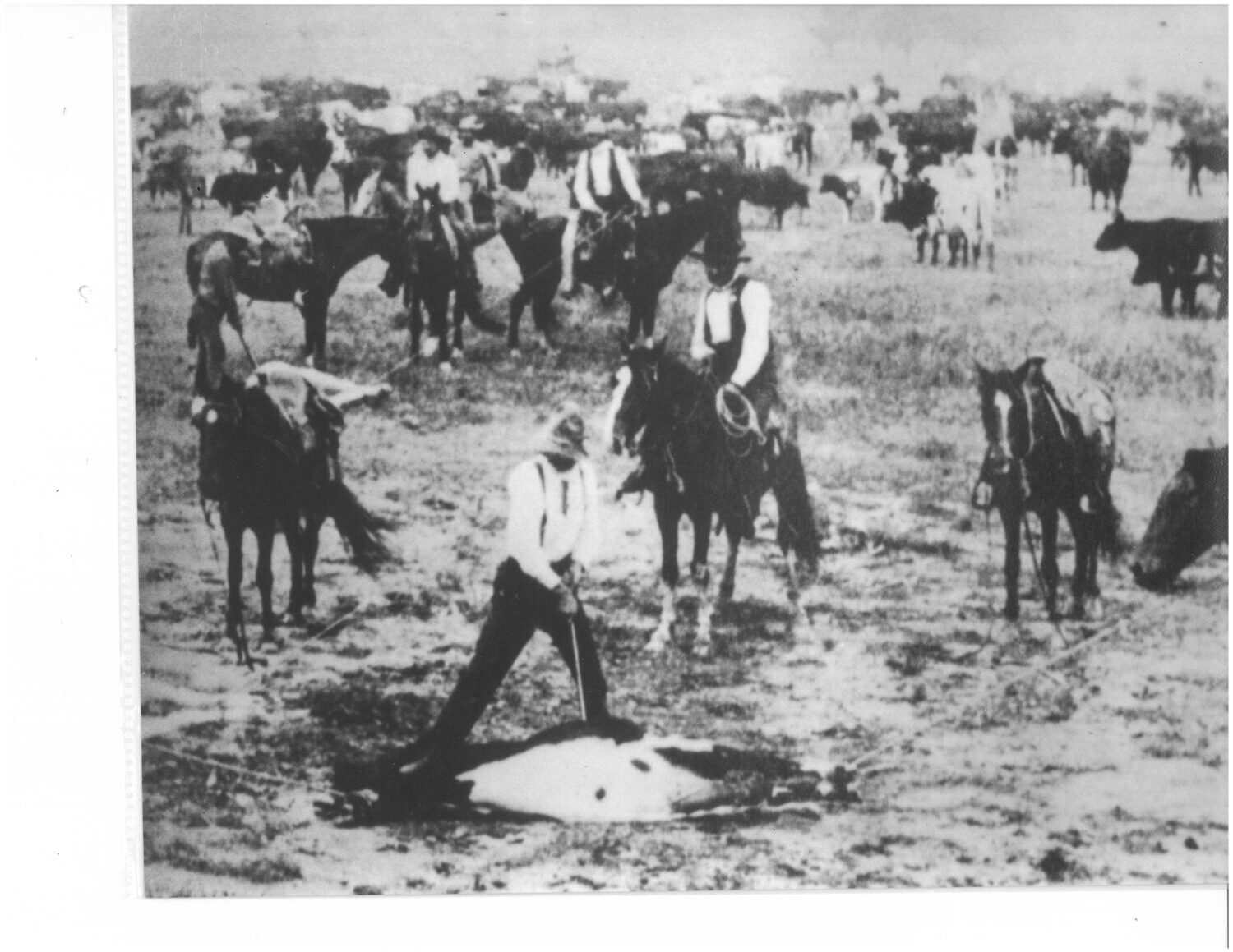 Historic photo of mounted Florida cattlemen driving a herd across open range