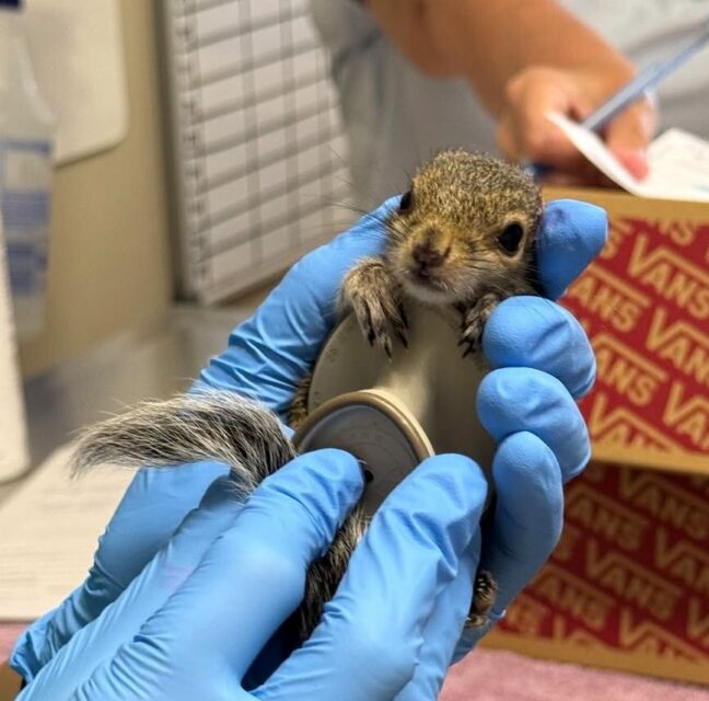 Gloved CROW staffer weighing a baby Eastern gray squirrel