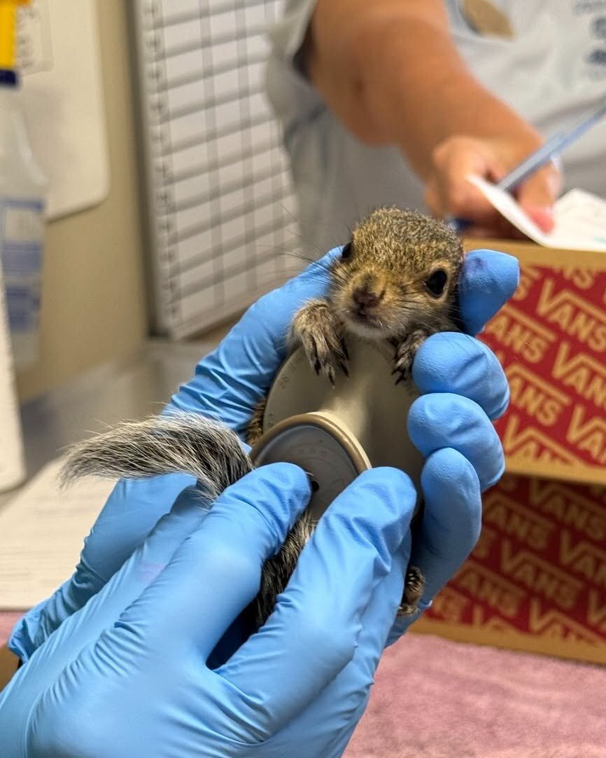 Gloved CROW staffer weighing a baby Eastern gray squirrel