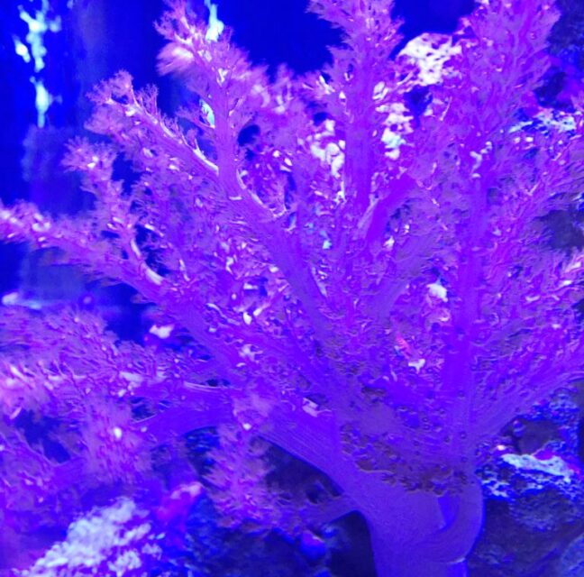 Purple soft coral branching in a tank at The Living Lab