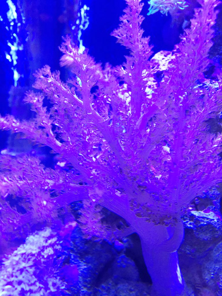 Purple soft coral branching in a tank at The Living Lab