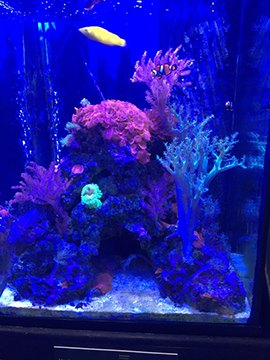 Reef tank with a yellow fish above pink and blue coral