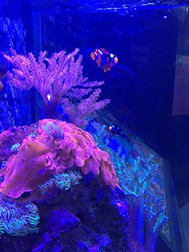 Clownfish swimming beside pink and violet soft coral in a reef tank