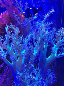 Clownfish among branching blue coral and pink soft coral