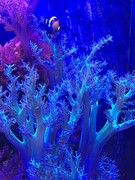 Clownfish resting in branching blue coral at The Living Lab