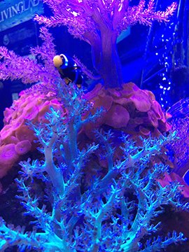 Clownfish above pink and blue coral near The Living Lab sign