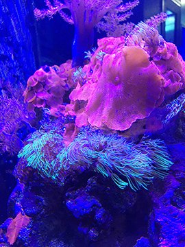 Pink plate coral above feathery blue-green coral in a reef tank