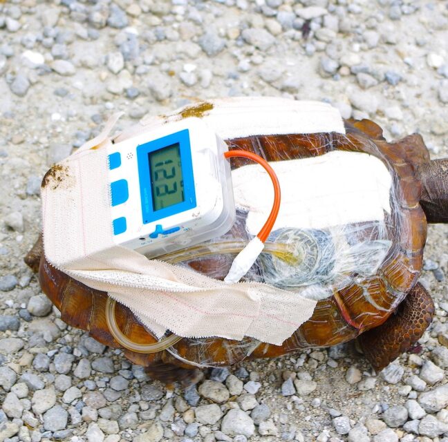 Gopher tortoise wearing a wound VAC device bandaged to its shell