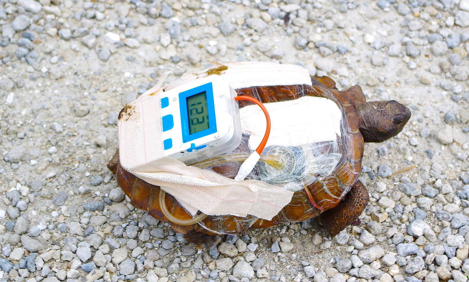 Gopher tortoise wearing a wound VAC device bandaged to its shell