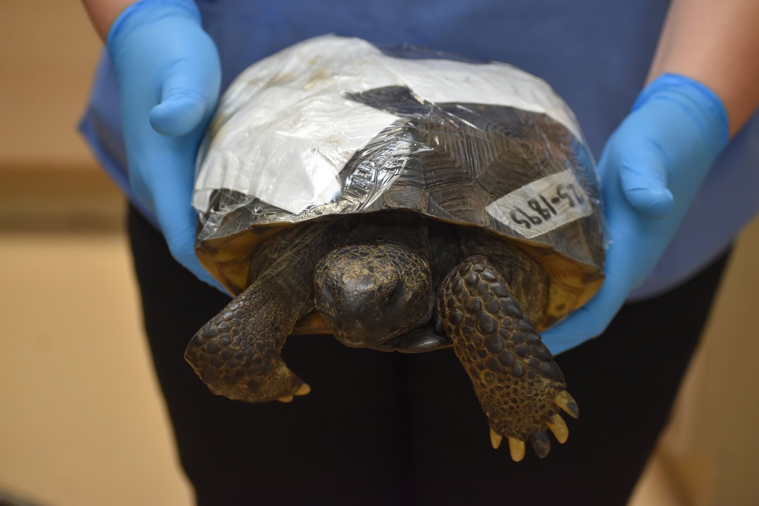Gloved CROW staff member holding a gopher tortoise with a taped shell