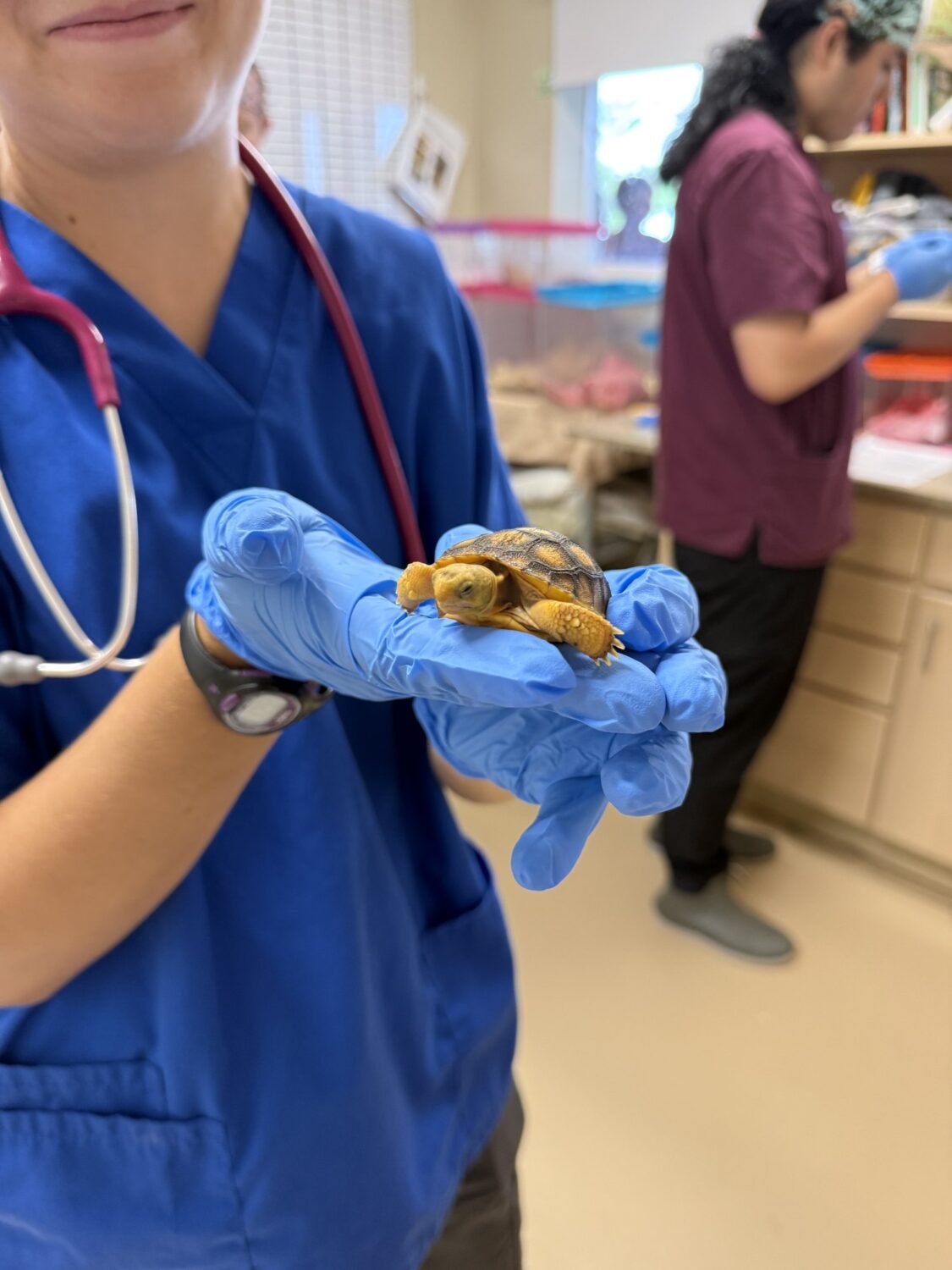 CROW staff member in scrubs holding a tiny gopher tortoise hatchling